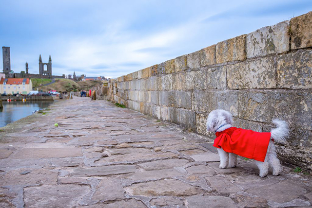 Dog in a red coat on St Andrews pier