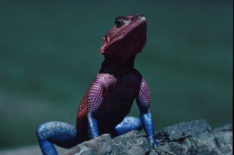 Agama lizard on a rock in the sun