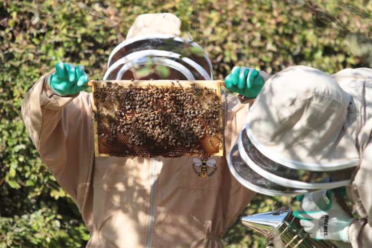 Examining the bees