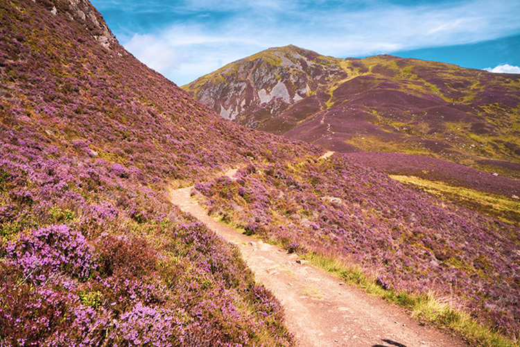 heather covered hills in the Cairngorms National Park