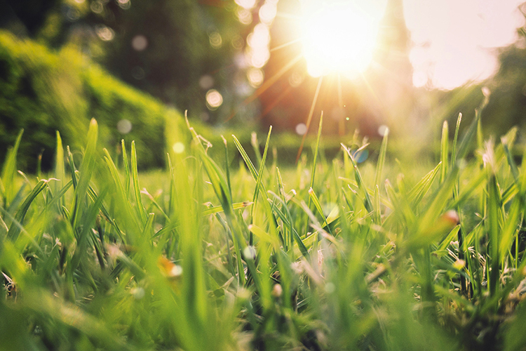 low sun shining through green grass - credit A Bhattacharya, unsplash