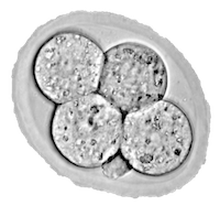 4 cell stage of an embryo.