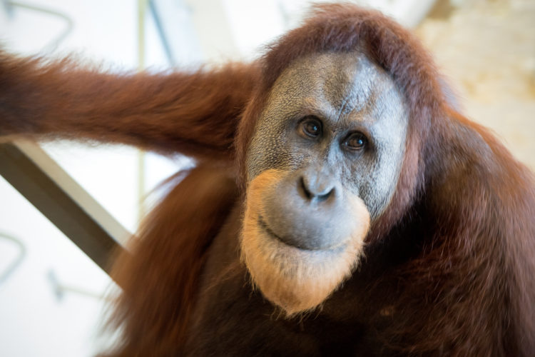 Organutan Rocky at Indianapolis Zoo 