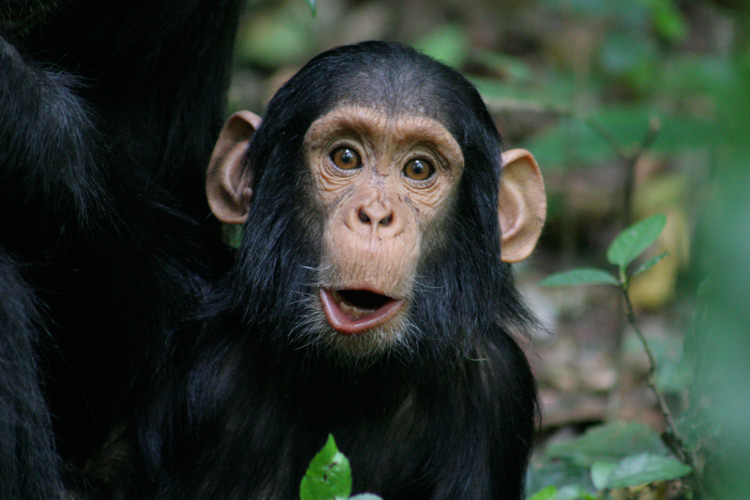 Infant chimpanzee looking at camera