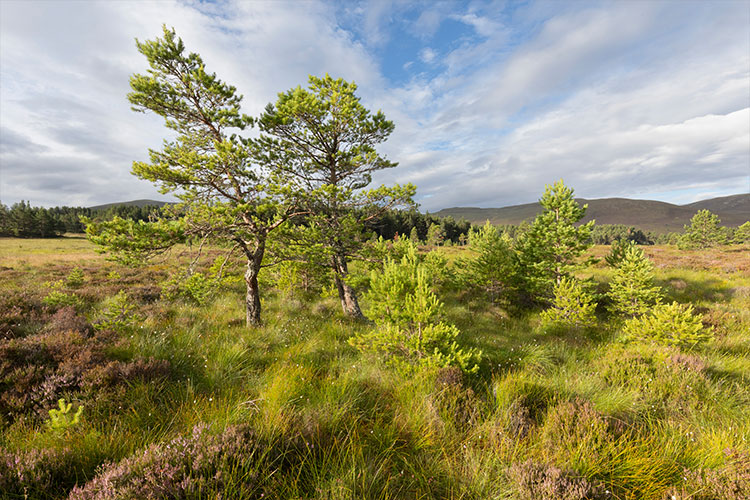 Northwoods Rewilding