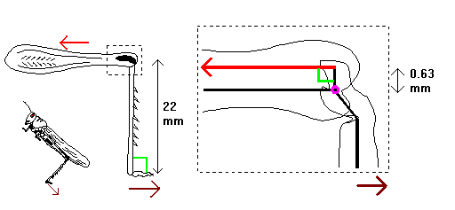 extensor lever with tibia half extended