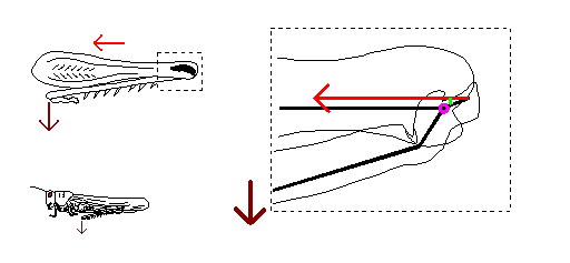 extensor lever with tibia flexed