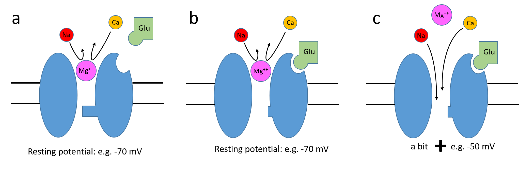 NMDA receptor